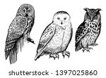 Owls. Realistic Birds Isolated...