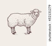Sheep. Series Of Farm Animals....