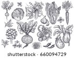 vegetables  roots  salads and... | Shutterstock . vector #660094729