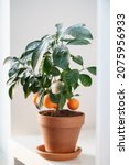 Small Tangerine Fruit Tree With ...