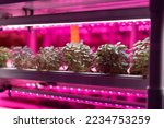 Small photo of Full spectrum LED grow lights for Nasturtium. Young salad grow in vertical farm under ultraviolet UV plant lights for cultivation indoors. Hydroponics and modern methods of growing micro-greens