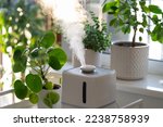 Modern cool-mist humidifier for indoor plants. Steam vaporizer working inside house, moisturizing dry air at home, standing near green houseplants. Humidity in apartment and plantcare concept