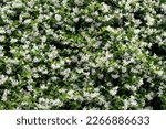 Bushes of blooming scented Jasminum officinale. Common jasmine during flowering in spring. 