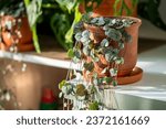 Ceropegia woodii houseplant with long heart shaped leaves in terracotta pot at sunlight closeup. String of hearts succulent plant in flowerpot. Indoor gardening, hobbies concept.