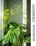 Small photo of Monstera houseplant and dill herb grow on windowsill at home closeup. Proximity of two incompatible plants in an apartment. Plant lovers concept.