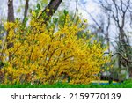 Branches of Yellow flowering Forsythia on a blurred background of an urban environment. Background with copy space for text or inscription