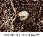 close up of white grub worm between roots in the soil, beetle larvae are an agricultural plague and damage roots of plants