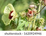 Small photo of Hibiscus hispidissimus ; Showing reddish petal buds, Turned to yellow with dark red center when blooming. Stems, petioles and pedicels armed with recurved prickles. Leaf is margins coarsely serrate.