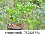 Small photo of Sapling of young plants in pots. Jasminum multiflorum (Star Jasmine, Angel-hair jasmine) ; A plant propagation by engraft stalk and split cuttings to nursery bags. natural sunlight.