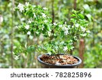 Small photo of Sapling of young plants in pots. Jasminum multiflorum (Star Jasmine, Angel-hair jasmine) ; A plant propagation by engraft stalk and split cuttings to nursery bags. natural sunlight.