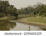 Small photo of diphlu rivulet flowing through the surrounding dense jungle on the river banks