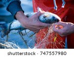 Small photo of fisherman while cleaning the fishnet from the fish at sunrise