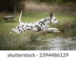 Healthy and young dalmatian...