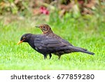 Blackbirds Male And Female...