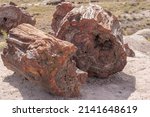 Sections Of Petrified Logs At...