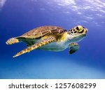 Young hawksbill turtle swimming ...