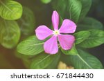 pink flower and green leaves in ... | Shutterstock . vector #671844430