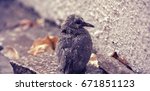small wet bird | Shutterstock . vector #671851123