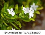 water drops white flowers and... | Shutterstock . vector #671855500