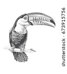 toucan bird vector hand drawn... | Shutterstock .eps vector #673915756