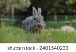 Small photo of Cute gray rabbit with long ears outdoors on the grass Eating carrots with gusto. Animals that eat small mammals. Pets