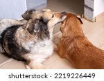 A dog licks another dog's ear close up