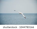 Seagull   Seagull Birds Flying  ...