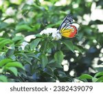 Small photo of The Painted Jezebel butterfly (Delias hyparete) on flower, Beautiful butterfly with colorful wing, image with a soft focus.