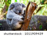Koala Bear Sitting On Tree...