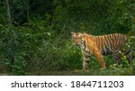 A Beautiful Tiger In Jungles Of ...