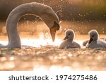 Mute Swan Playing With Baby...