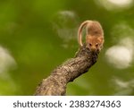 Small photo of Cute hazel dormouse in depth of the forest