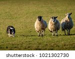 Small photo of Working border collie sheep dog herding three sheep in a row