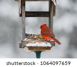 Male Cardinal Sitting On Feeder ...