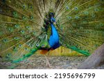 The Male Peacock Spreading Tail