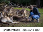 Small photo of A teenage girl "teaches" the family of the Forester Kangaroos. Tasmanian Devil Unzoo. Tasmania, Australia.