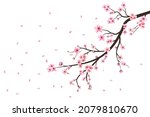 cherry blossom flower blooming... | Shutterstock .eps vector #2079810670