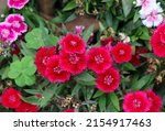dianthus floral petal. red... | Shutterstock . vector #2154917463