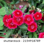 red sweet william flower with... | Shutterstock . vector #2154918789