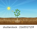 photosynthesis process with... | Shutterstock .eps vector #2165517159