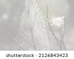 Cobweb Or Spiderweb Natural...