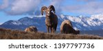 Bighorn Sheep Grazing In The...