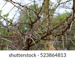 Close-up of thorns on a tree in the African bush.