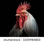 A Portrait Of A Rooster 