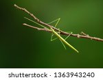 Stick Insect Or Phasmids ...