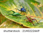 Beetle : Frog-legged beetles or leaf beetles (Sagra femorata) in tropical forest of Thailand. One of world most beautiful beetles with iridescent metallic colors. Selective focus