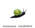 Small photo of Snail isolated on white background. Cuban snail (Polymita picta) world most beautiful land snails from Cuba , its known as "Painted Snails", rare, endangered and protected.