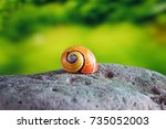 Snails   Polymita Picta Or...