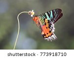 Butterfly : Madagascan Sunset Moth (Chrysiridia rhipheus) , One of world
