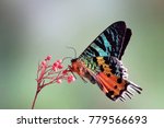 Madagascan Sunset Moth (Chrysiridia rhipheus) , One of world